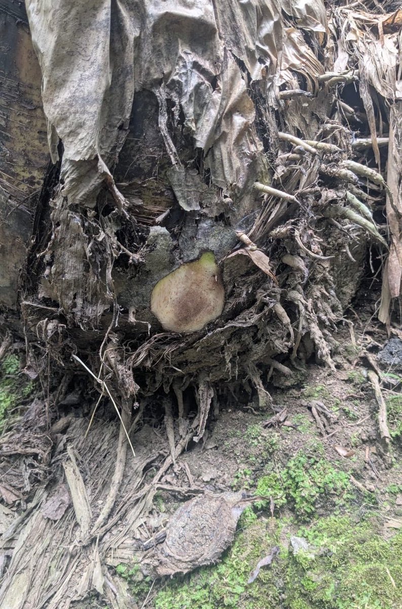 AgrocalidadEC's tweet photo. 📍#Cañar | En la parroquia Manuel Calle, realizamos vigilancia fitosanitaria para la identificación temprana de FocR4T, Ralstonia solanacearum raza 2 (Moko de las musáceas) y plagas de importancia económica en el cultivo de banana. 🍌 

#JuntosContraFocR4T💪🏽 https://t.co/Zz7PAi1pJA