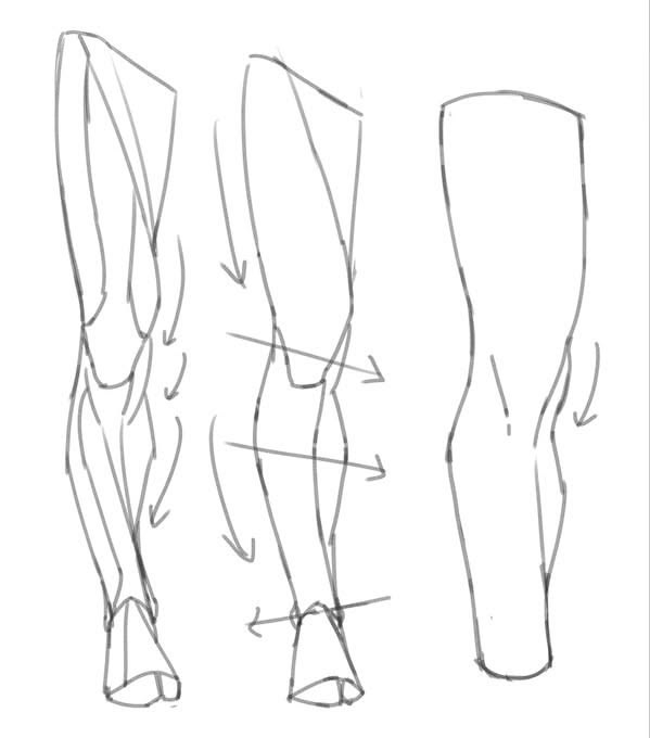 LimboSketch's tweet photo. Leg anatomy made simple https://t.co/3YtzqQBje6