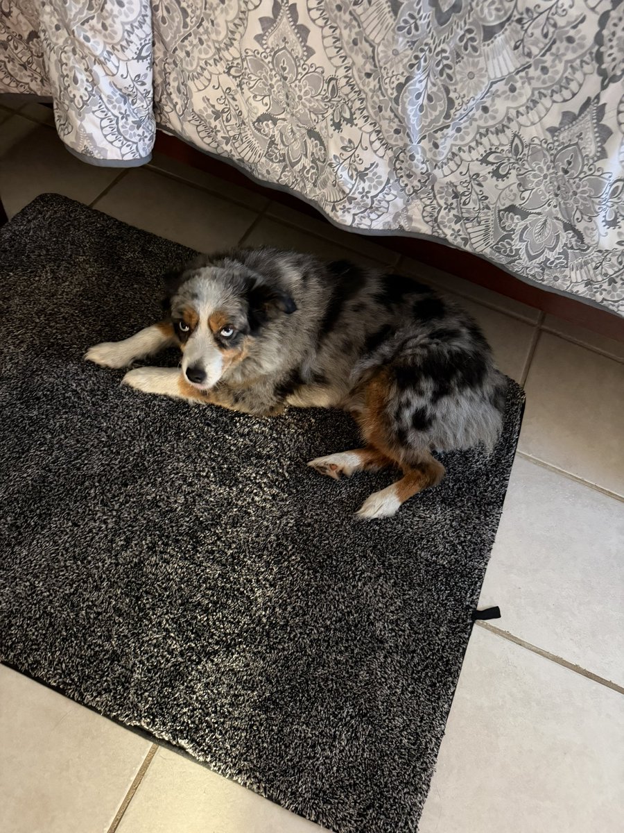aj9offical's tweet photo. I should be playing games, but I wanna take good care of puppy maya:) https://t.co/qRWsVy5kqP