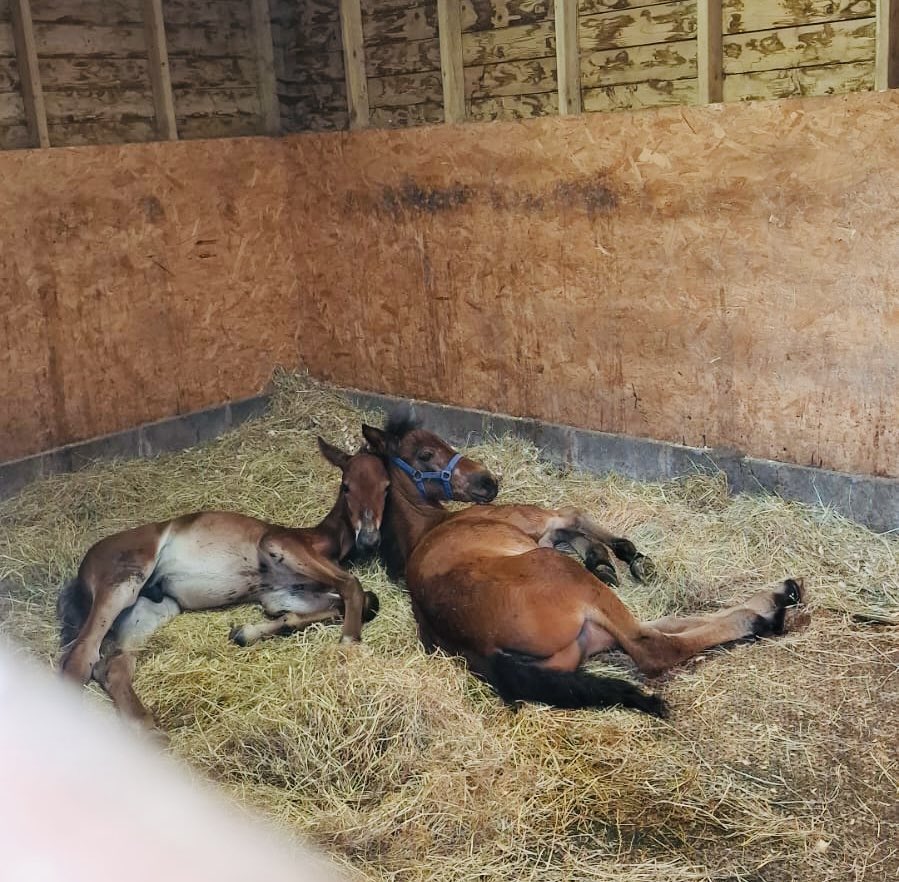 MyLovelyHorseR's tweet photo. THESE 2 LITTLE ORPHANS ARE HEART MELTERS ❤️❤️❤️❤️❤️❤️❤️❤️

If this doesn't melt your heart, we don't know what will.
Seeing Harlan and Danny curled up together is simply unbelievable. It melts our hearts and honestly, it brings tears to our eyes 🥲
We can hardly believe how deeply these two little babies, two orphaned foals, have bonded.

All we can hope is that their mothers somehow know their babies are safe. We know that's probably impossible, but if we could send them one message, it would be this: Your babies are safe now. They'll never have to worry again. They'll be loved and cared for for the rest of their lives.❤️❤️
God love those mothers.💔💔💔💔
These two precious little orphaned foals are safe, and we love them more than words can say. They deserve every chance at a happy life. We only wish more people could see how incredible these babies are instead of treating them as though they're disposable.💔😡
Please consider making a donation tonight. Harlan and Danny, and so many other vulnerable animals just like them, need your help. Your kindness gives them safety, care, and a future filled with love. We can't do it without you, and they can't either.💔❤️

https://t.co/gBLskZcYFk

Thank you for believing that every life matters.❤️❤️❤️❤️❤️❤️