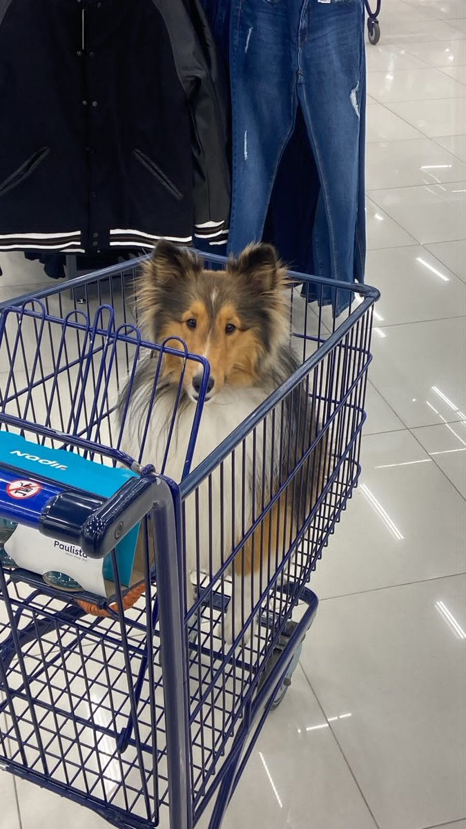 _piccoli__'s tweet photo. Apreviem essa sequência de fotos que minha mulher mandou segunda a tarde: https://t.co/0CN7aKrGVX