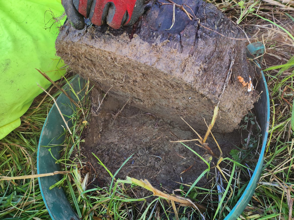 Ajwakbot's tweet photo. Invertebrate survey @AUT_Living_Labs 
#Ecology
#Biodiversity https://t.co/TsKDzPtpuQ