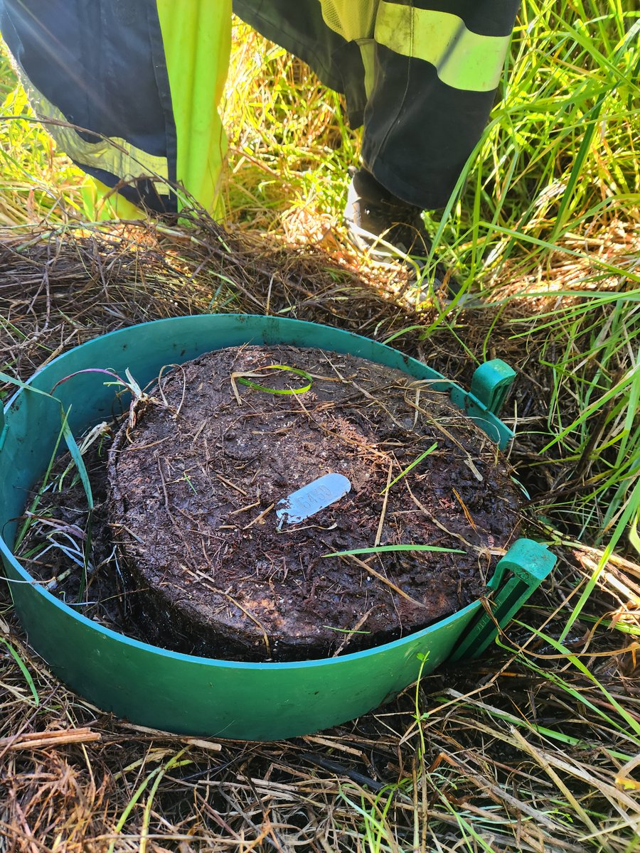 Ajwakbot's tweet photo. Invertebrate survey @AUT_Living_Labs 
#Ecology
#Biodiversity https://t.co/TsKDzPtpuQ