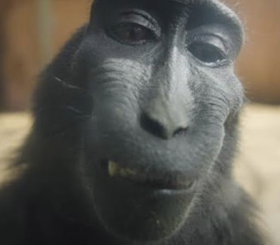 bprafulkumar's tweet photo. @AlexF044  founder of @klik_evm posted a monke https://t.co/Z5aVjnDzSX https://t.co/zHVFKOBchv