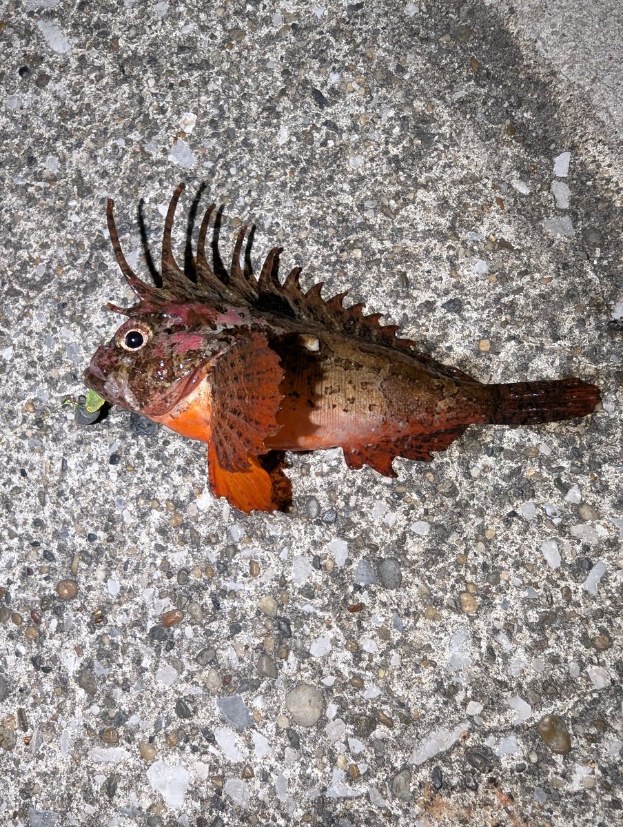 kobootan's tweet photo. 横須賀アジングからの横浜アジング
渋い　渋すぎる（泣）アタリも少ない　豆2 小鯖1 チビカマス1 ハオコゼ1  多少の雨風があったほうがアジングにはいいのかなあ https://t.co/j2w8iAPTbn