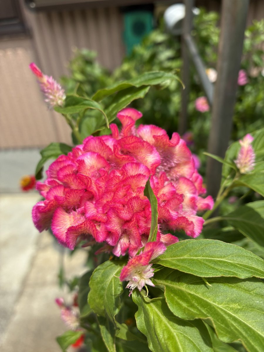 black0710228's tweet photo. #私の_世界に一つだけの花 https://t.co/YLqcd7SN6p