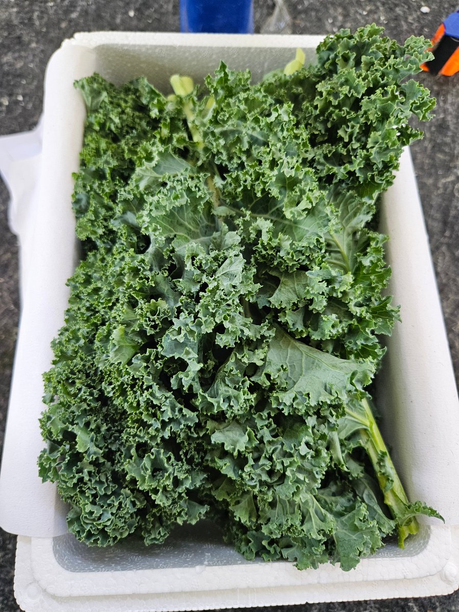 22lutz52's tweet photo. New week meal prep haul  Fresh kale, juicy tomatoes, and plump mushrooms — all organic and super affordable at the local farmers’ market! Perfect for quick, healthy meals all week long. https://t.co/pKcppkJGuR