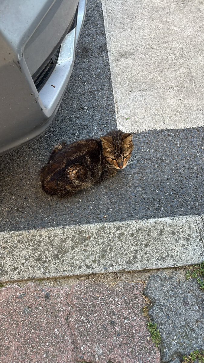 kirazkusss's tweet photo. herkese merhaba, bu kediyi arkadaşımla beraber sokakta bulduk erkek ve 1.5 kilo kalmış
kuru fip, anemisi var, tedavi ettirmek istiyoruz şu anda klinikte ama bütçemizi zorluyor
destek vermek isteyen olursa dmden iletişime geçebilir mi
gerekli tüm bilgileri paylaşacağım https://t.co/QWjhLQunls