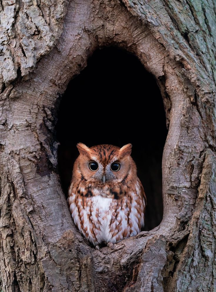 owl therapist/wet owl❤🦉 tweet media