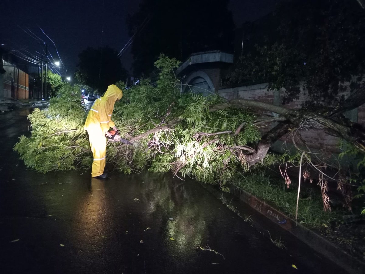 alcaldia_ss's tweet photo. Atendemos de inmediato la caída de un árbol que obstaculiza el paso vehicular en la avenida Washington y 39.ª avenida Norte, Zona 2.

Nuestras cuadrillas trabajan en la remoción del árbol para restablecer la circulación y la seguridad de quienes transitan por el sector. https://t.co/BzcuW9OopE