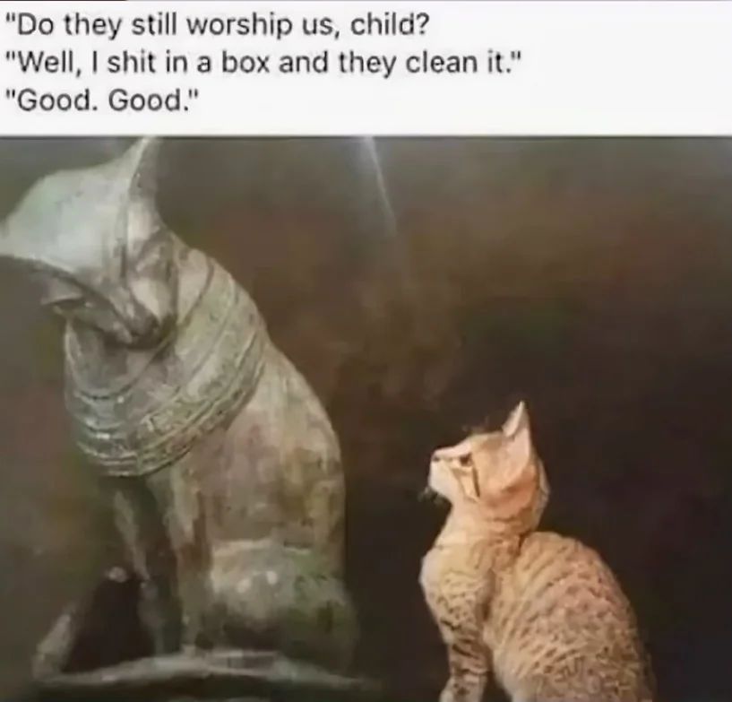 TweetsOfCats's tweet photo. https://t.co/D7g7JFWX3C