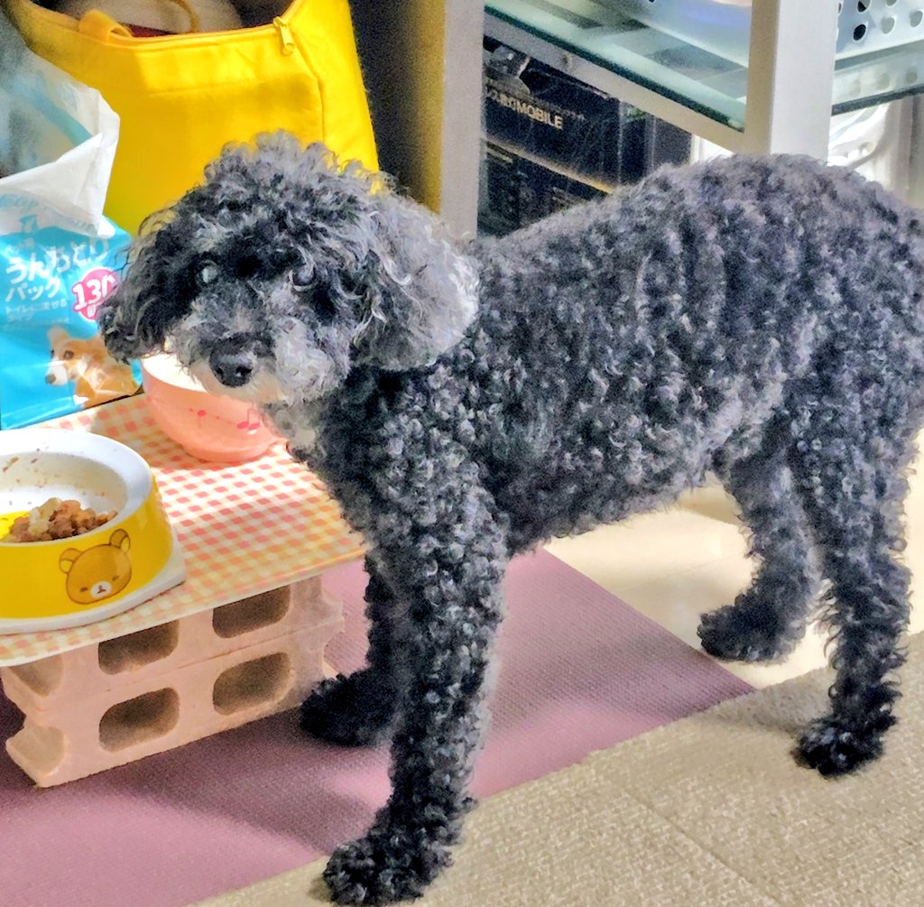natubaba1111's tweet photo. 厚い雲に覆われた蒸し暑い朝です^^;
なかなか食事が進まないおばあワンコです。

エアコンつけて涼しく過ごしましょう。 https://t.co/JO1kl2sO5Q