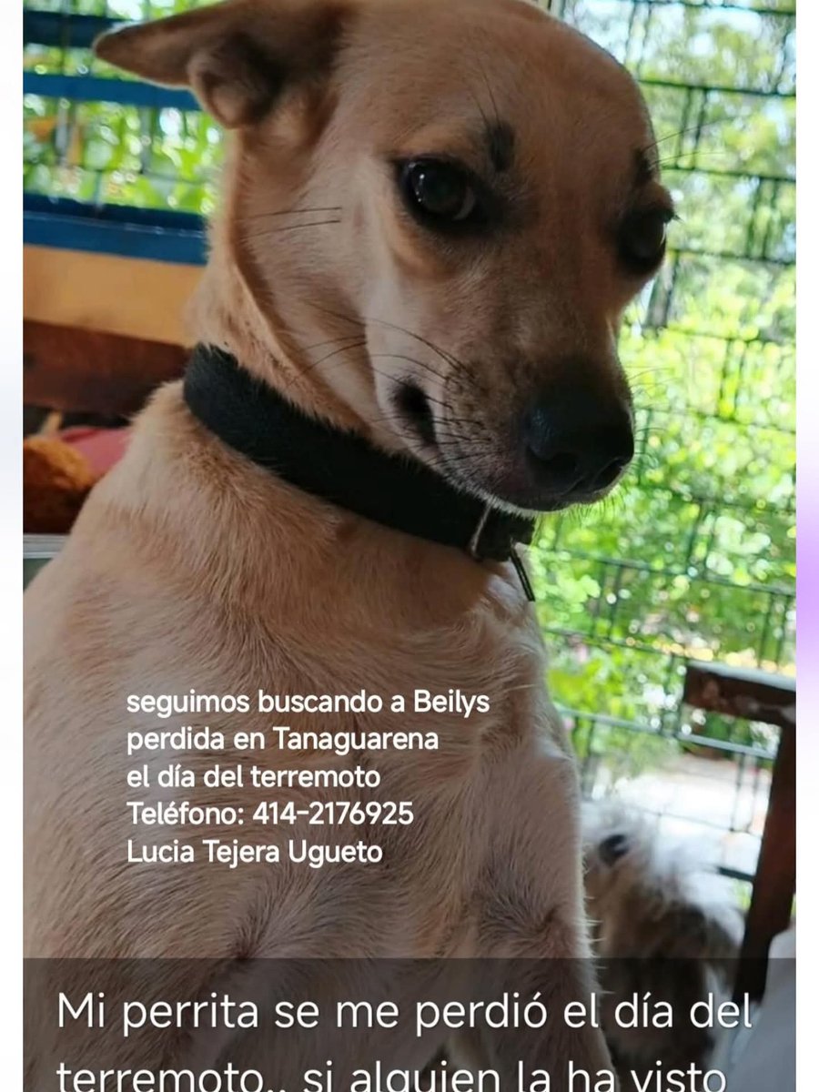 AliceeProAnimal's tweet photo. SE BUSCA  BEILYS‼️
TANAGUARENAS, GUARENAS.

DIFUNDE POR FAVOR 🐶🐶🐶💔 https://t.co/HXnsA9QHyw