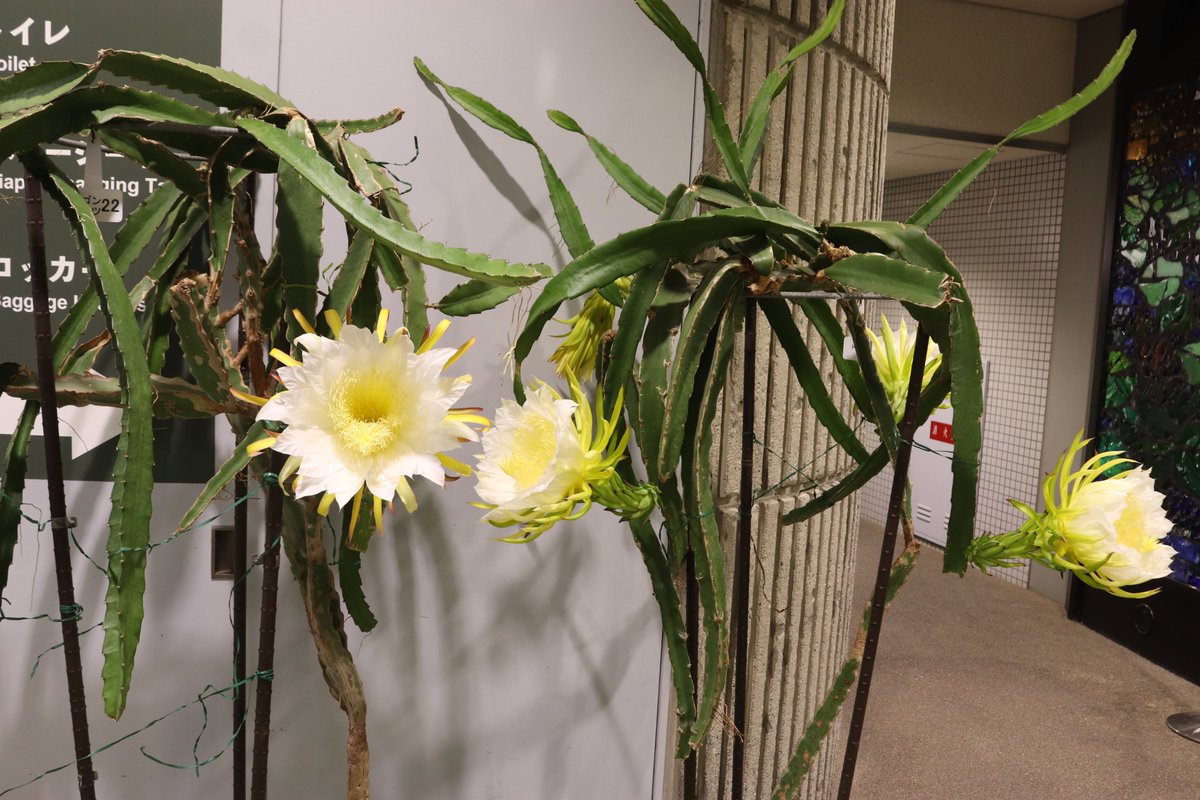 SakuyaismU's tweet photo. 当館の案内所前では、ドラゴンフルーツの花が見事に咲き誇っております🌵
ドラゴンフルーツは通常夜に花を咲かせます。
当館では蕾が大きくなったら夜は明るく、昼は暗くして育てることで開館中にお花をご覧いただけるようにしております✨
お昼には萎んでしまう、一日花なので是非お早めにご覧くださいね😊

夜咲きサボテンの開花状況は当館HPにて確認できます。
https://t.co/rJdvDMhR3q

#咲くや開花情報　#咲くやこの花館