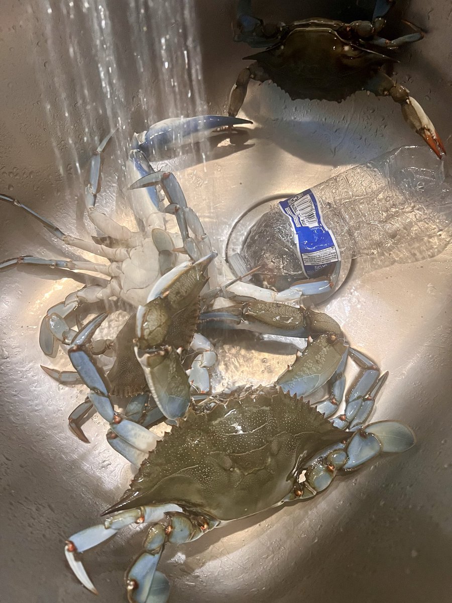 Landy34206142's tweet photo. Today’s mission: Catching blue crabs. 🦀💙
Fresh from the water, straight to the pot.

#BlueCrab #Crabbing #Seafood #FreshCatch #CatchOfTheDay #OceanLife #Fishing  #OutdoorLife #Foodie https://t.co/4HxJdnqNtW