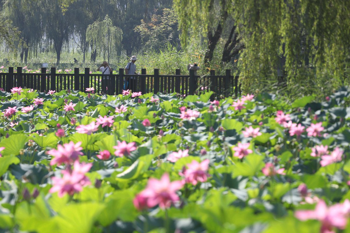 AmazingXianyang's tweet photo. The ultimate summer aesthetic in #Xianyang! 🪷 #XianyangLake is now a breathtaking sea of blooming lotus flowers. Catch the cool evening breeze, listen to the cicadas, and let the subtle floral scent melt away the summer heat. 🍃✨  #China #travel #VisitChina https://t.co/3O6aaJmxNt
