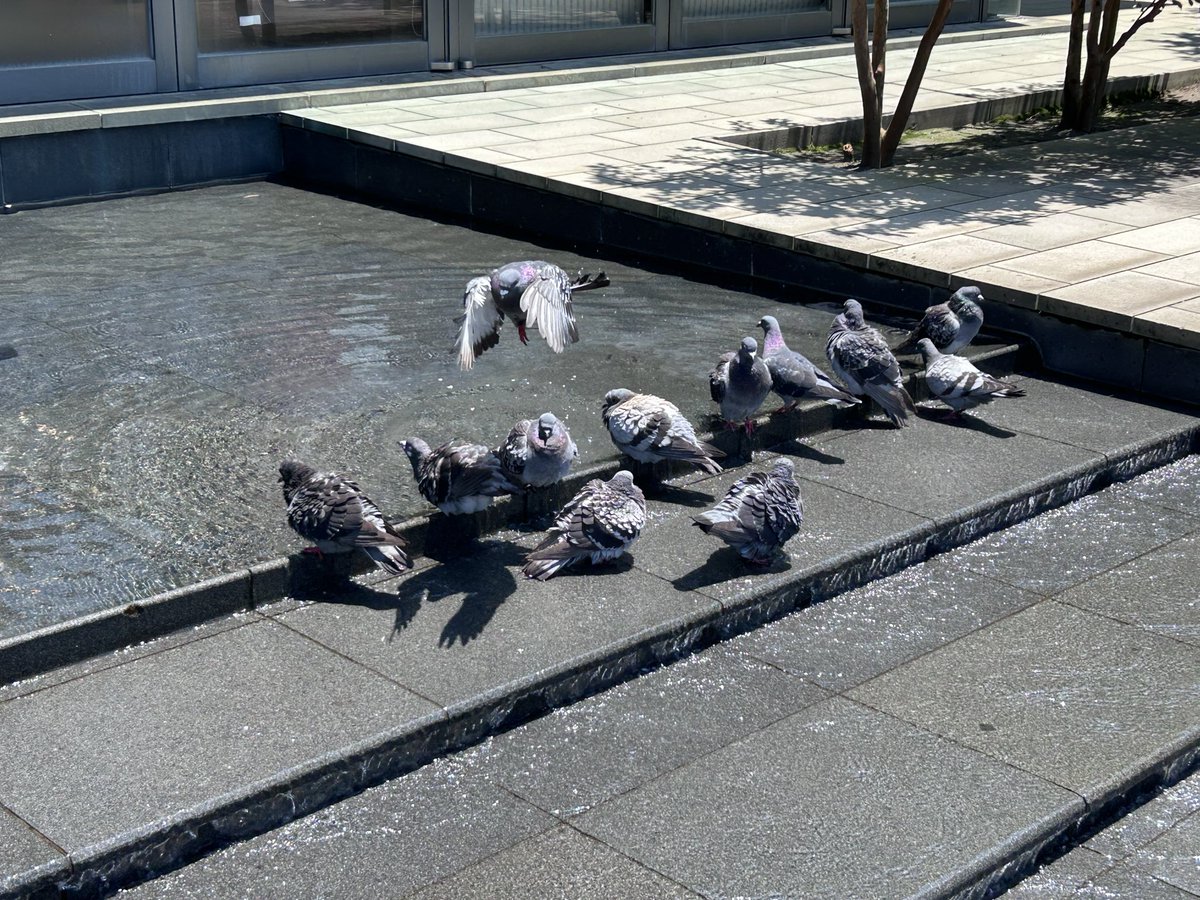 hikahon75's tweet photo. 「私たちはなぜ犬を愛し、
豚を食べ、��を身にまとうのか」
お買い上げありがとうございました。
〝棚から想いが離れると
動かなくなるものだな〟
と実感したところに希望のお知らせが。
また近々搬入に行きます。
暑いので水浴びでもして
お過ごしください。
#PASSAGE
#SOLIDA
#夢中飛行
#ヴィーガン https://t.co/reD2asvOHk