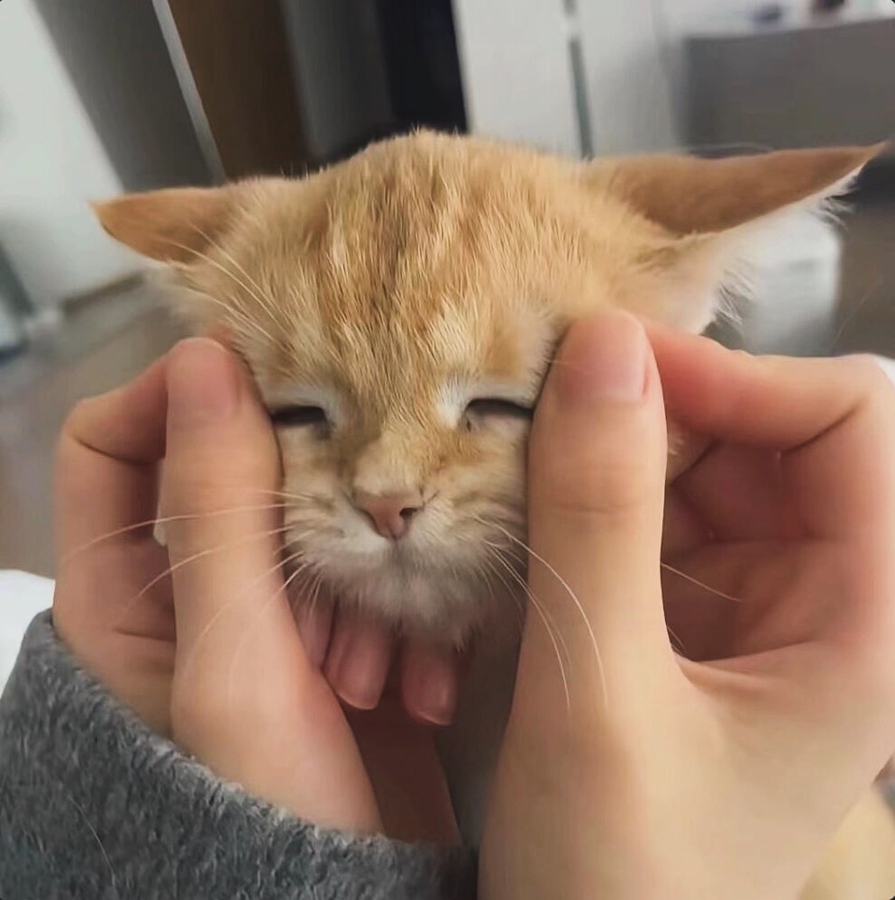 PunchingCat's tweet photo. https://t.co/kXZtZzaFOO