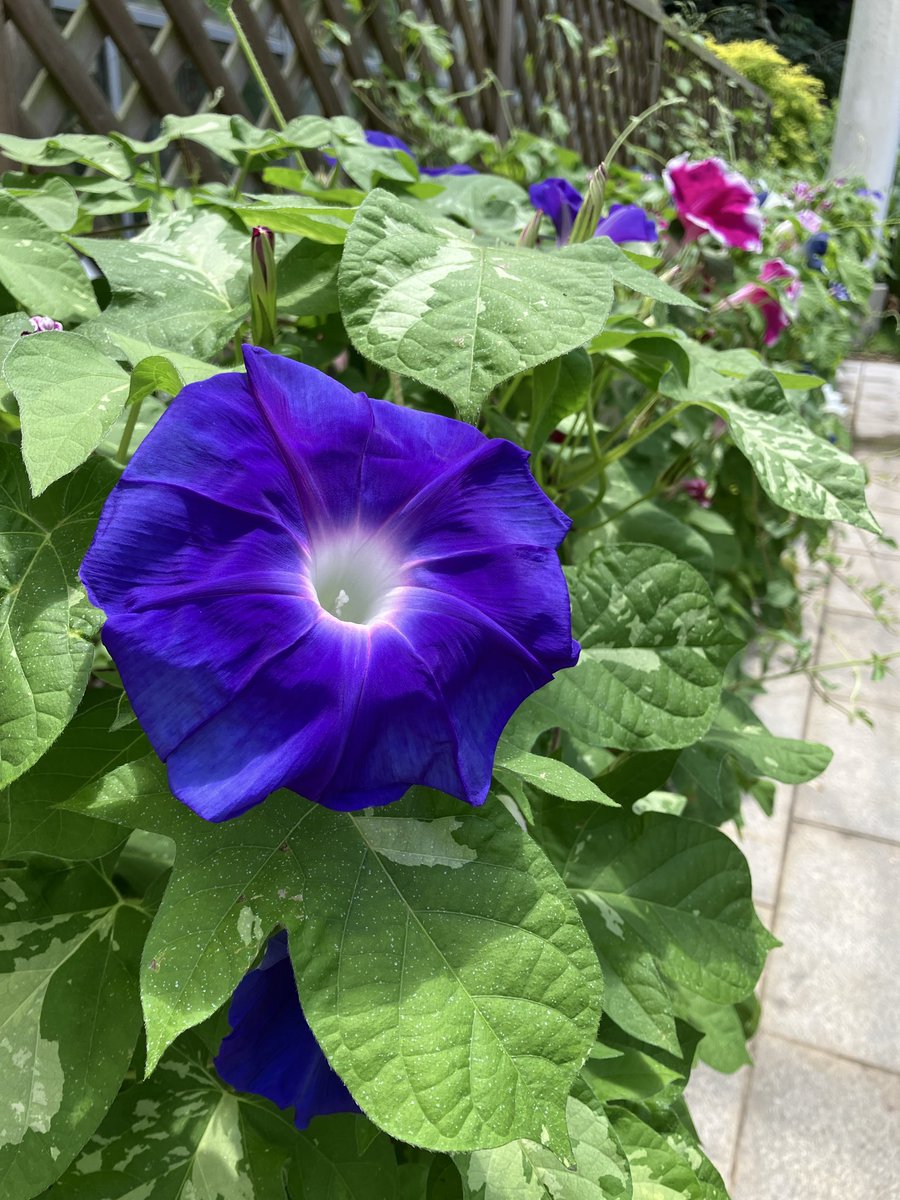popo3776's tweet photo. 今朝の朝顔の様子。
学んだこと:尺鉢1鉢に5株はやりすぎ。花数は多いが多すぎてやかましい。ツルも多くて暑苦しい。3株程度が風情あって良さげ。 https://t.co/QjOPBnMolZ