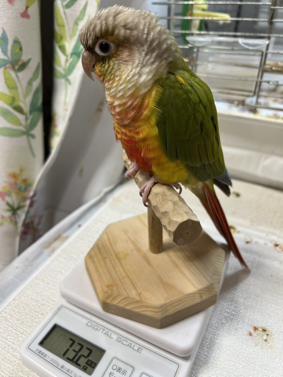 kerosewakakari's tweet photo. 今朝の幸福コンビ

この暑い中ねっちりしながらﾊﾐﾊﾐ🪶
まだ換羽続いて、しんどいね💦
 #ウロコインコ  #福ちゃん  #幸ちゃん https://t.co/ZUy5ONM5qd