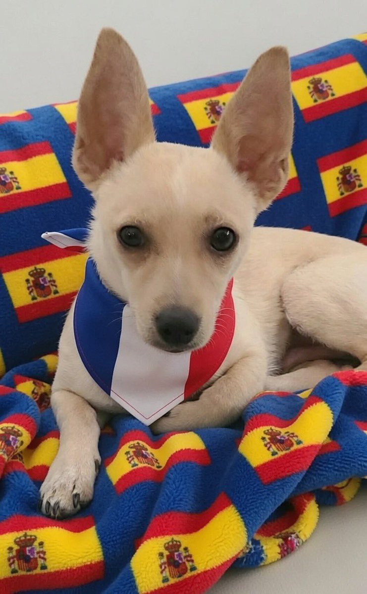 randy21060's tweet photo. @tuuu28283 A soccer crazed chihuahua https://t.co/Ohm1Wo48Qv