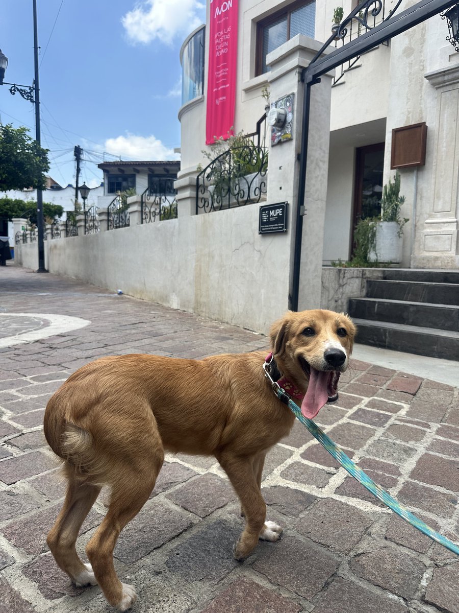 Isa_Merc's tweet photo. Seguimos en búsqueda de la familia de esta perrita, encontrada el 14 de junio en el parque metropolitano @Trafico_ZMG nos podrías ayudar a dar RT para llegar a más personas. https://t.co/FVVqj5iFVp