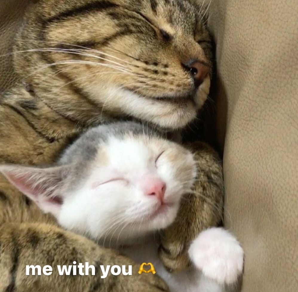 catsworldaura's tweet photo. https://t.co/cvxtvTgsRZ