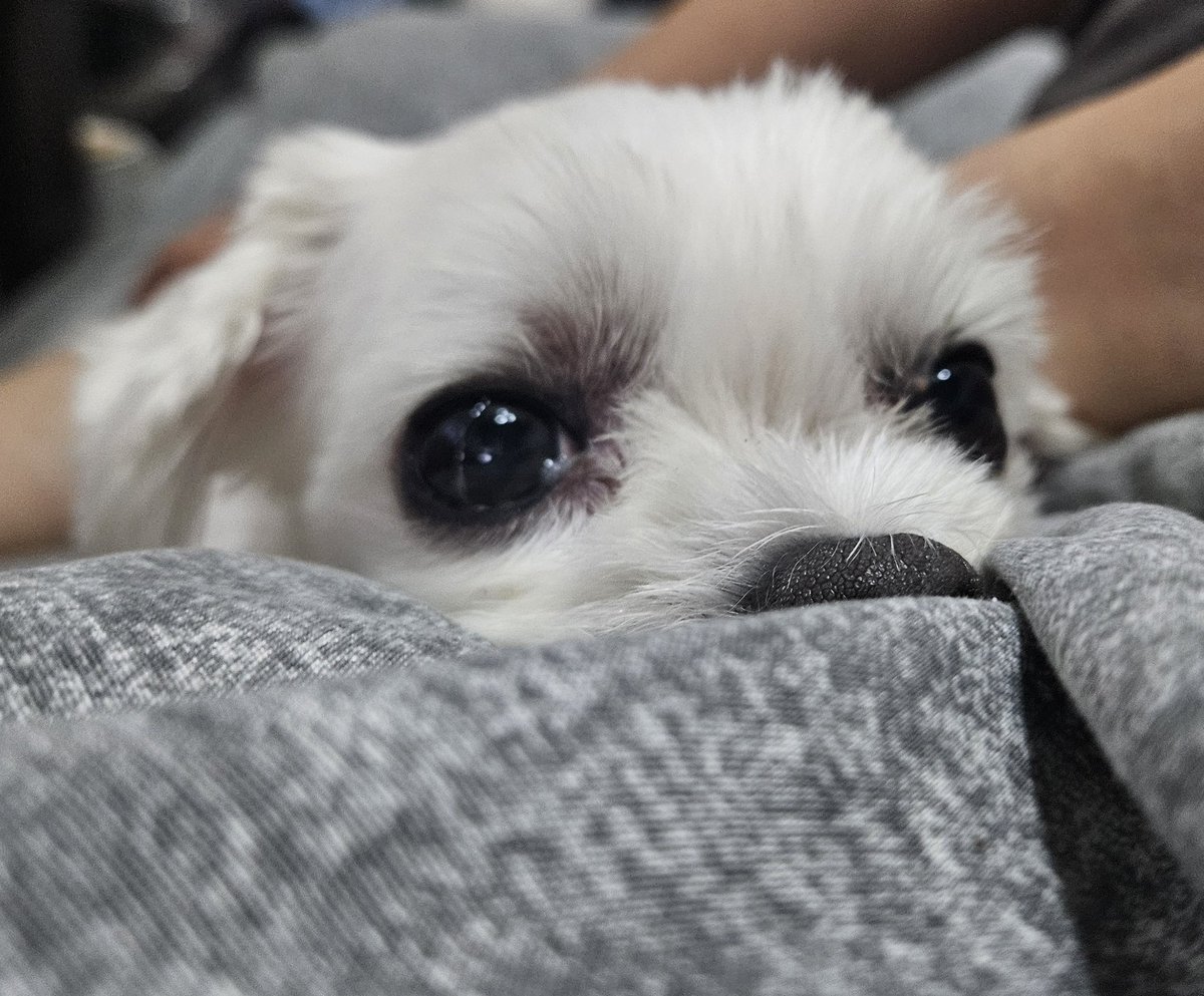 sunlike_sol's tweet photo. 아침에 못 놀아주고 출근했을 때 상당히 울망 멈머가 됨 https://t.co/ef6amvGk4h