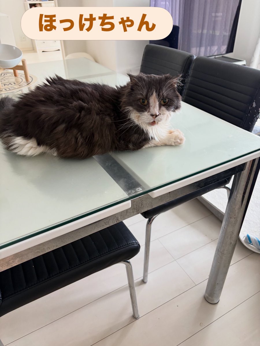 soineko_cat's tweet photo. ほっけちゃんシッティング報告🐾

体調を崩しているほっけちゃんのお世話にお伺いしました。

お部屋に入ると、たくさん鳴いてお出迎えしてくれ、ご飯も少しだけ食べてくれました。お水も自分なりの飲みやすい方法で飲んでいました。

ほっけちゃんが少しでも元気になりますように🍀 https://t.co/JxE5826vGn