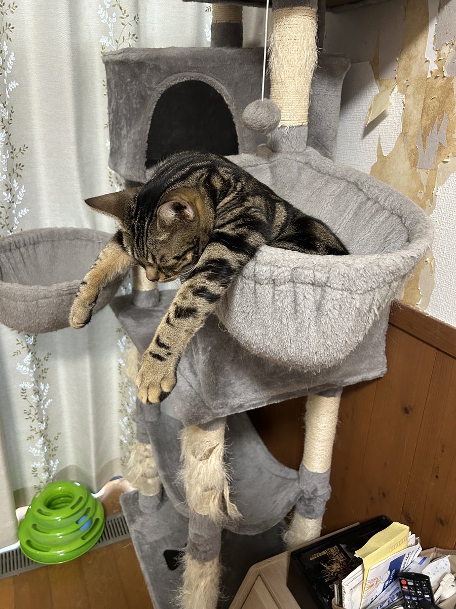 DailyCatsX's tweet photo. https://t.co/xVUFltekyZ