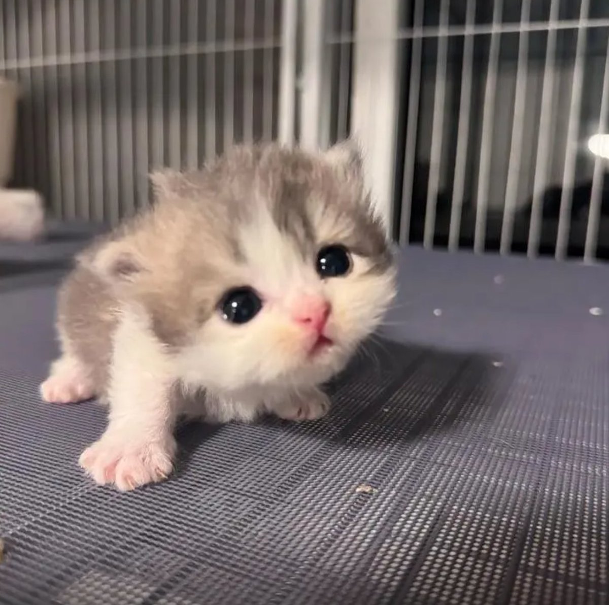 culAnimal's tweet photo. https://t.co/ytTgCdZDYc