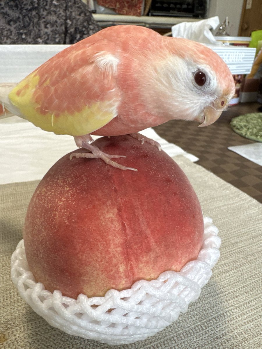 kurochi327's tweet photo. 毎年恒例 🍑on🍑

#アキクサインコ https://t.co/7fd7oHPWpo