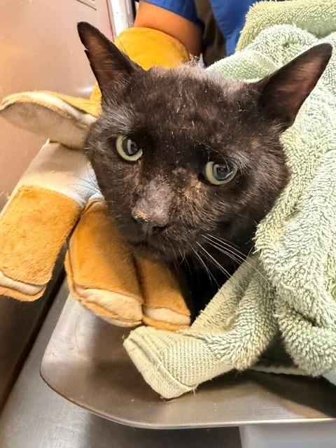 PetfindToronto's tweet photo. #ROCKWELLAVE #SILVERTHORN AVE  Pls RT2unite #FOUND #CAT- 8-Jul-26 #Toronto Animal Services A1039255 #WEST 416-338-6271 BLACK DSH M/4Yr https://t.co/3VFL1yTqcr