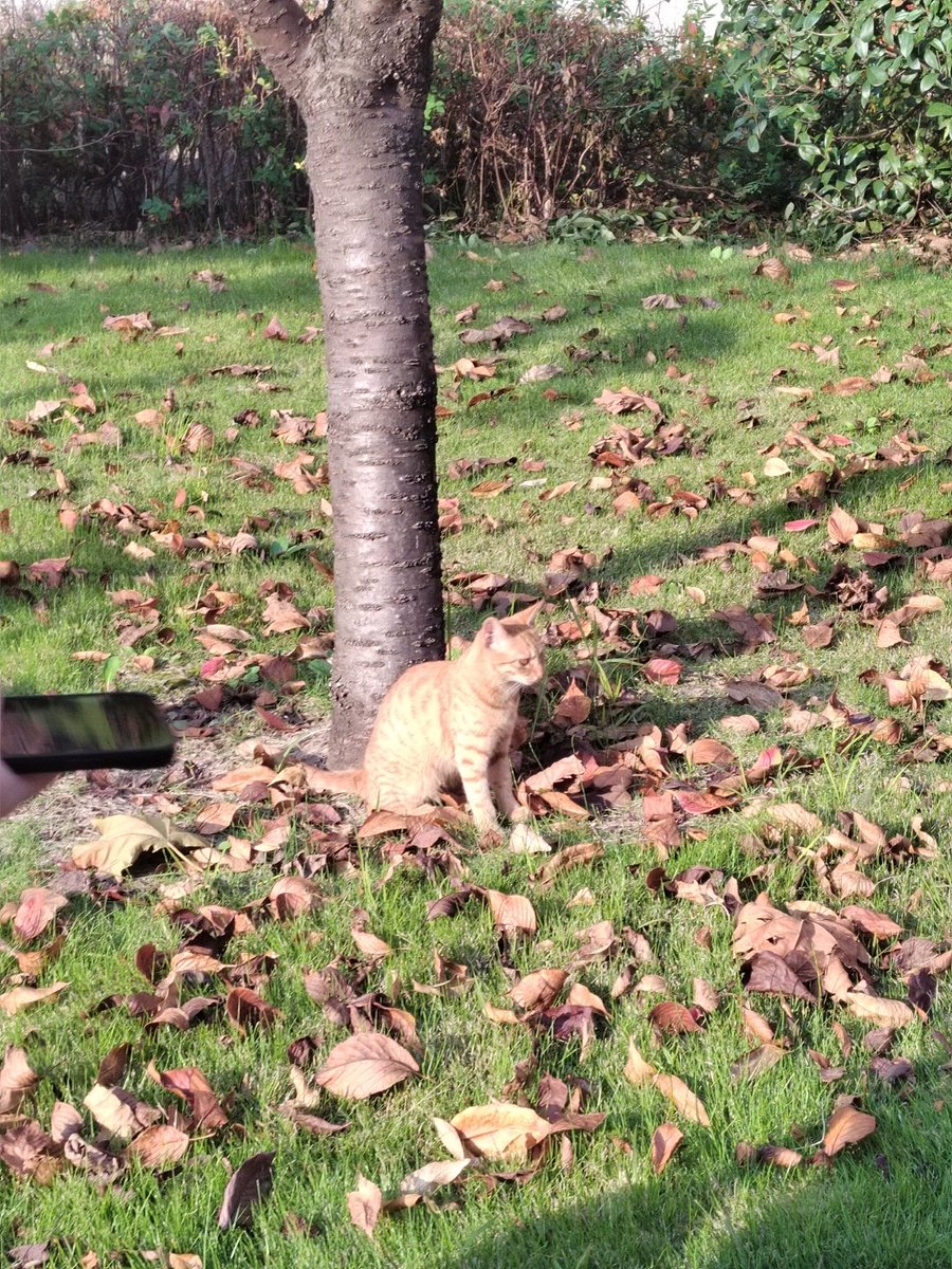 Kimmmgu's tweet photo. My morning walk used to be rushed, just grabbing keys and going. Now I stop to feed the stray cat on the way, and my days feel softer than before. https://t.co/UGAKl6ZdxI