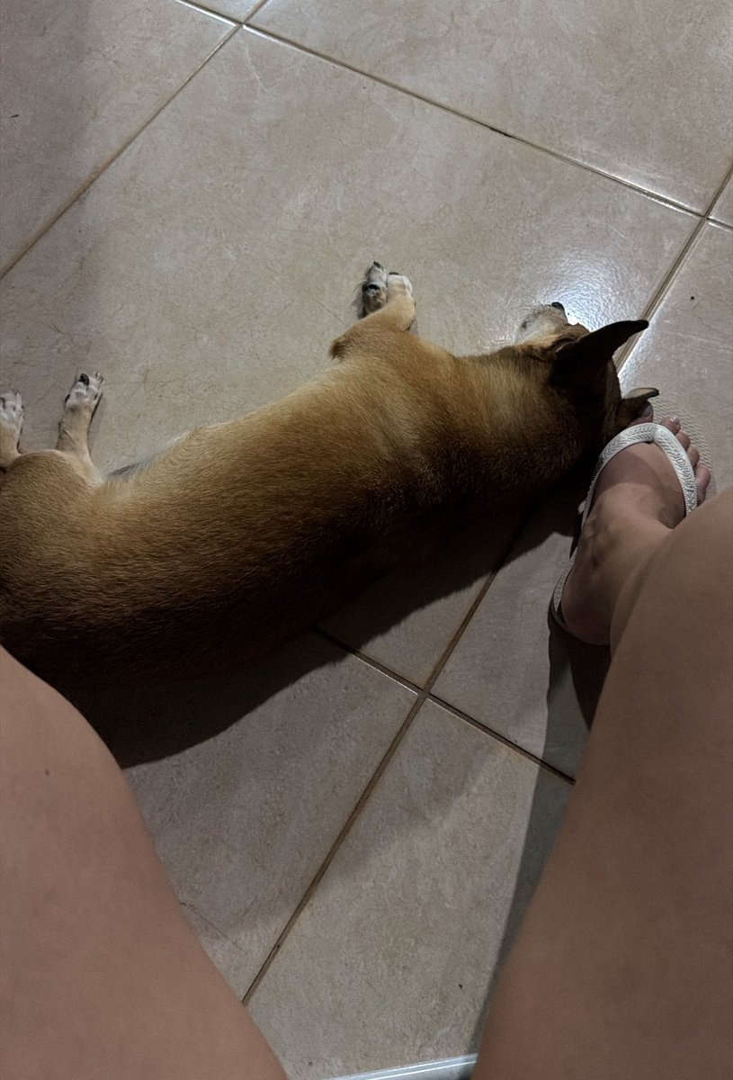 deixemequie's tweet photo. Quando não é gato, é cachorro 💖 https://t.co/YbtNoudUzh