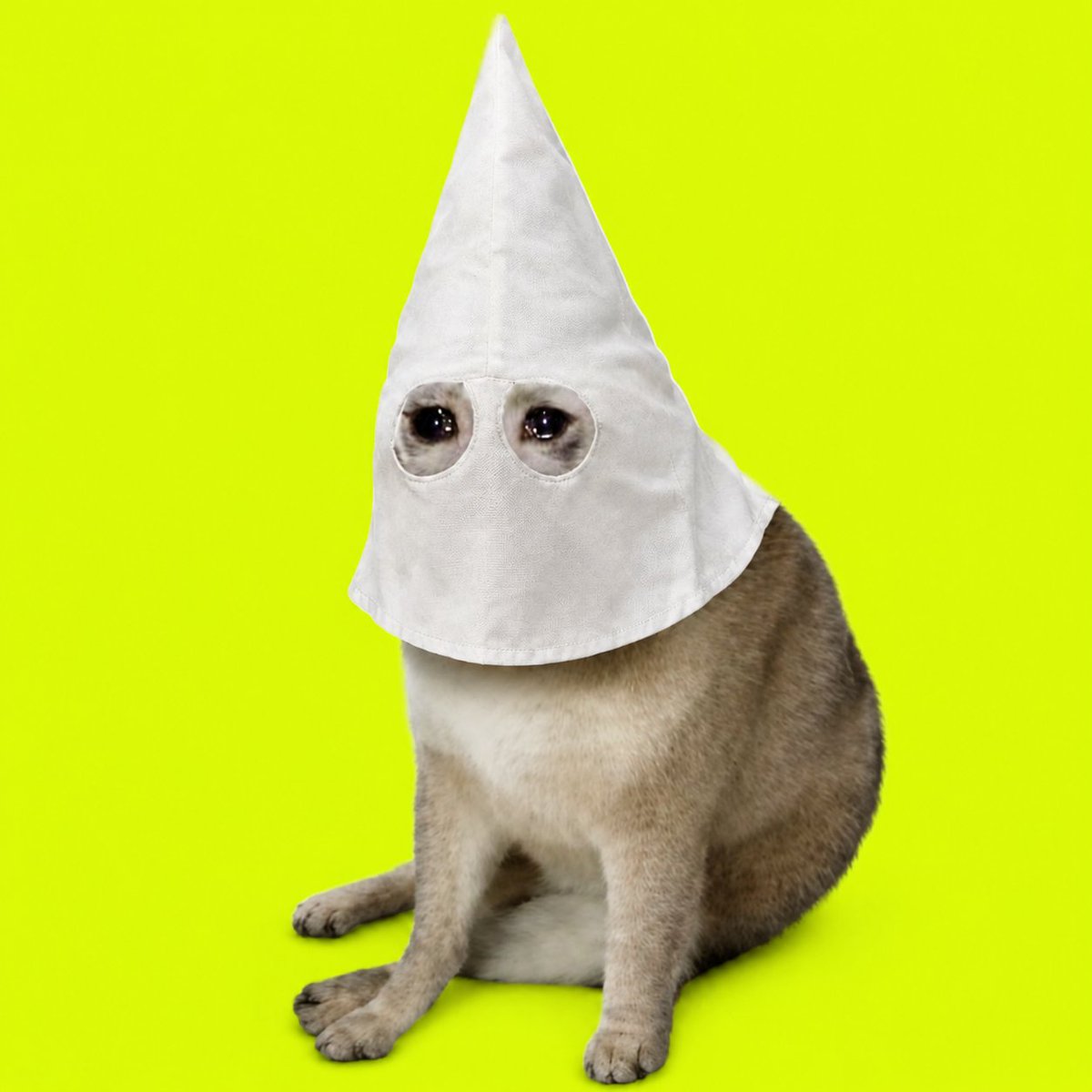 whitehood_rh's tweet photo. @cashcat_token is an honorary white hood member and you're not? 

Get in anon. @RobinhoodApp @vladtenev https://t.co/OY4FDYCNrL