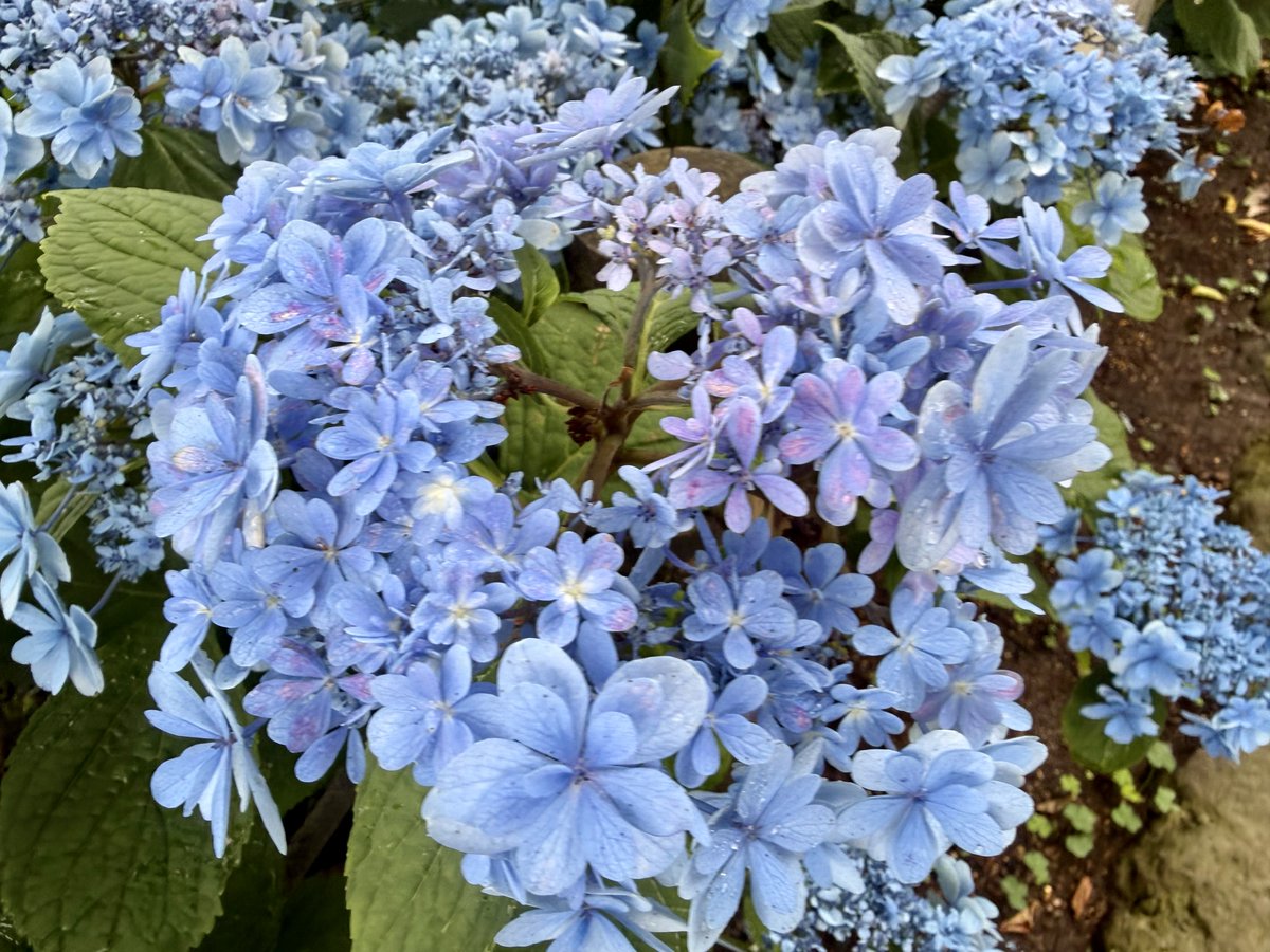 hosean06's tweet photo. おはよう御座います💐
今日は暑くなりそうですね。
熱中症お気をつけて！
本日もよろしく😉 https://t.co/Kf4aZPdAQG
