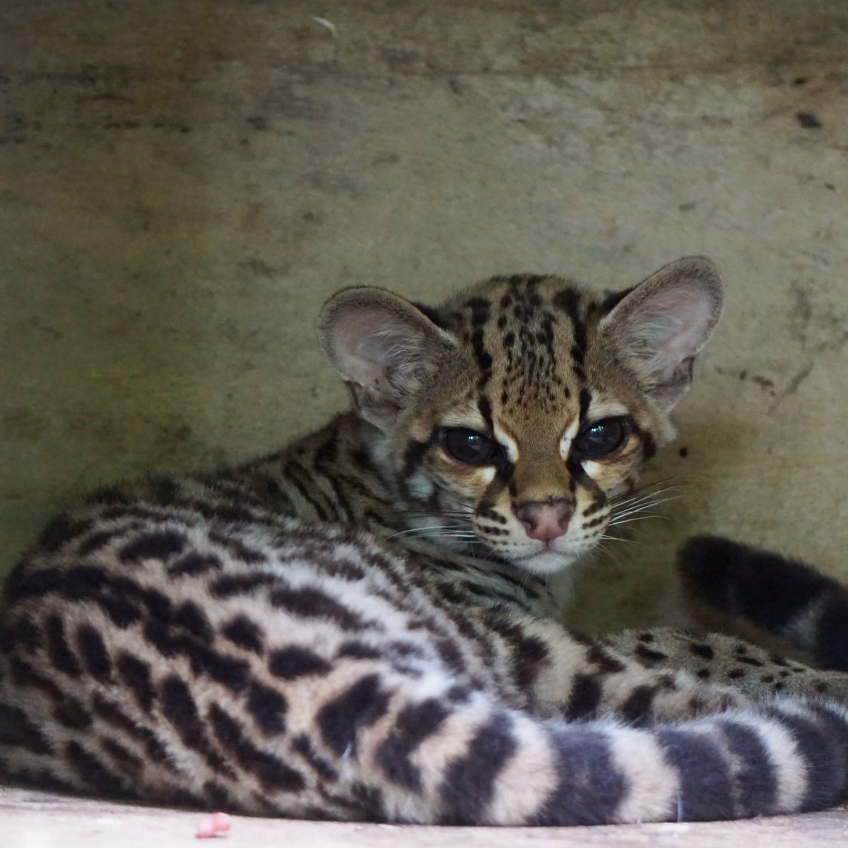 ZooBelize's tweet photo. Meet Pedro, the newest member of our Margay family.

Pedro’s story begins in San Pedro Village, Corozal.

For nearly four months now, Pedro has been growing up behind the scenes under the watchful care of his keepers here at The Belize Zoo.

Stay tuned for more updates. https://t.co/Ez2AUkMWIS