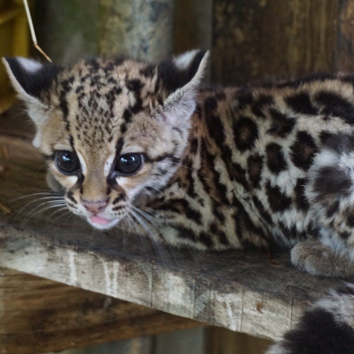ZooBelize's tweet photo. Meet Pedro, the newest member of our Margay family.

Pedro’s story begins in San Pedro Village, Corozal.

For nearly four months now, Pedro has been growing up behind the scenes under the watchful care of his keepers here at The Belize Zoo.

Stay tuned for more updates. https://t.co/Ez2AUkMWIS