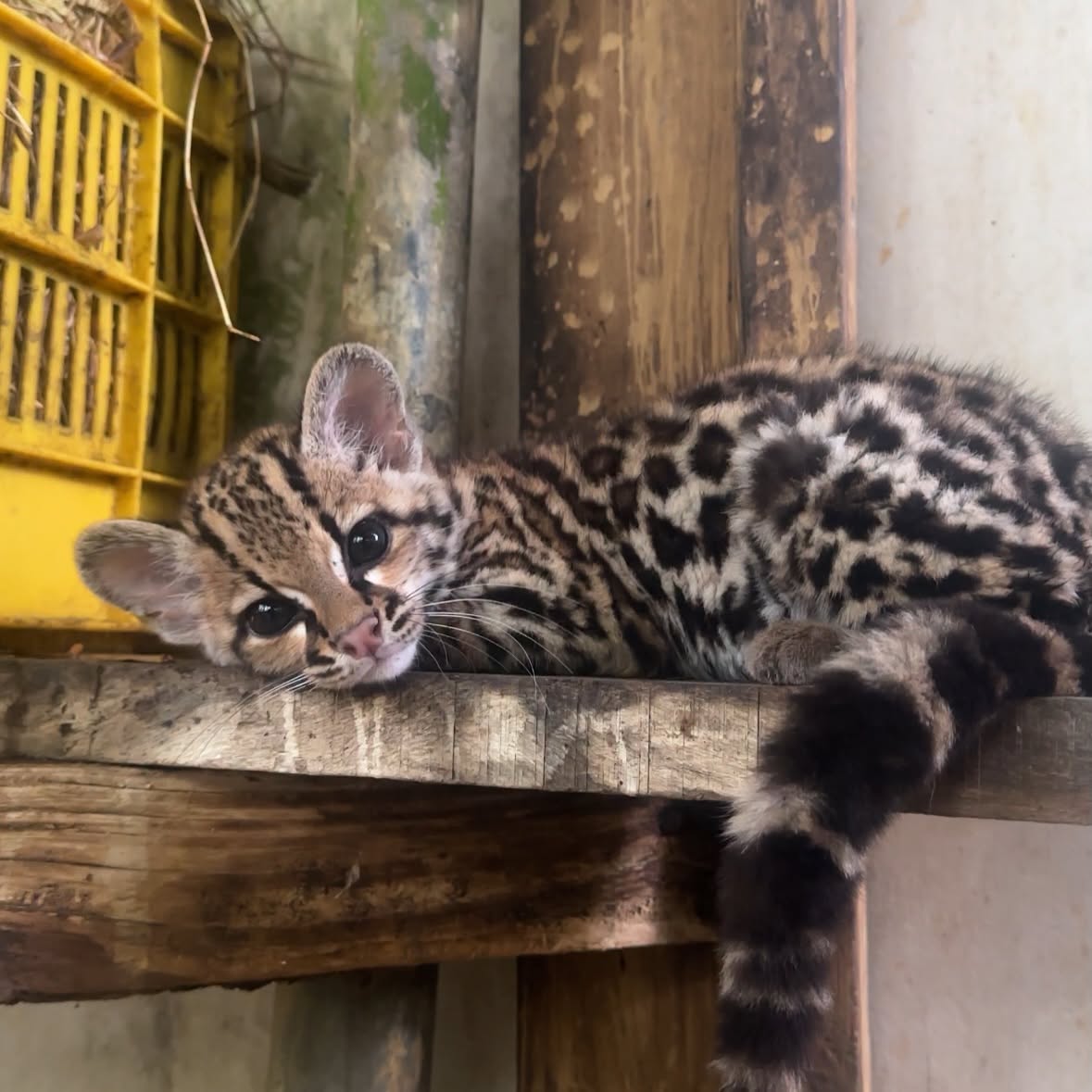 ZooBelize's tweet photo. Meet Pedro, the newest member of our Margay family.

Pedro’s story begins in San Pedro Village, Corozal.

For nearly four months now, Pedro has been growing up behind the scenes under the watchful care of his keepers here at The Belize Zoo.

Stay tuned for more updates. https://t.co/Ez2AUkMWIS