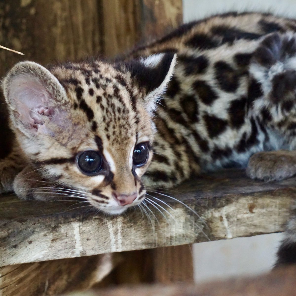 ZooBelize's tweet photo. Meet Pedro, the newest member of our Margay family.

Pedro’s story begins in San Pedro Village, Corozal.

For nearly four months now, Pedro has been growing up behind the scenes under the watchful care of his keepers here at The Belize Zoo.

Stay tuned for more updates. https://t.co/Ez2AUkMWIS