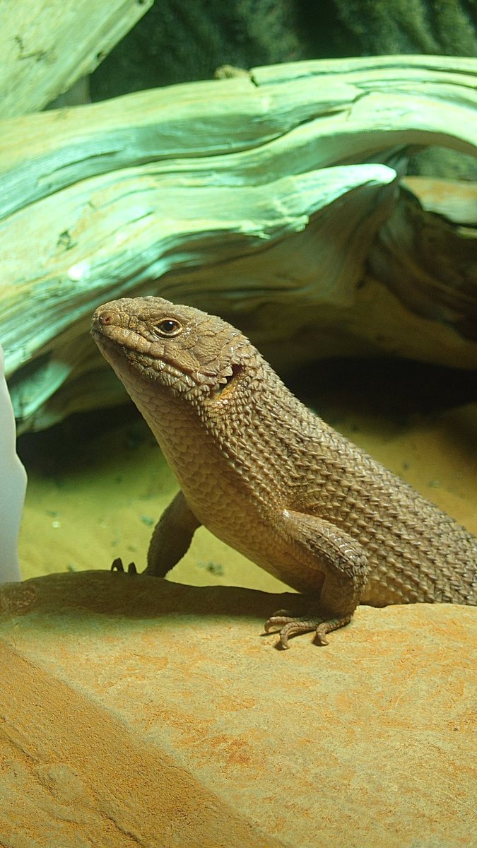 DiscoFlashBuck's tweet photo. ストケスイワトカゲ

購入店 ZOO SQUARE 静岡店

尻尾が白っぽいのは、床材の砂なんですかね…(2枚目)

#ストケスイワトカゲ 
#イワトカゲ
#トカゲ
#爬虫類 https://t.co/wuR9FmTU3T
