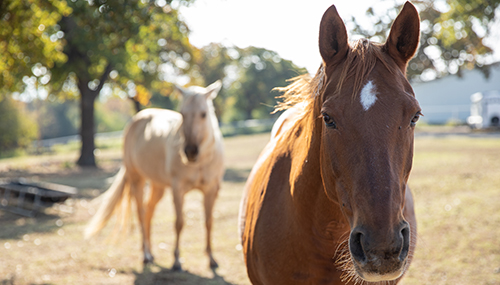 ASPCA's tweet photo. We remember Senator Graham for his leadership in protecting America’s horses. He championed the bipartisan SAFE Act to permanently end horse slaughter, and we are grateful for his tireless advocacy. We hope his bill will pass this year to honor his legacy. https://t.co/sF2AisU8uv https://t.co/v32SOCz5Pr