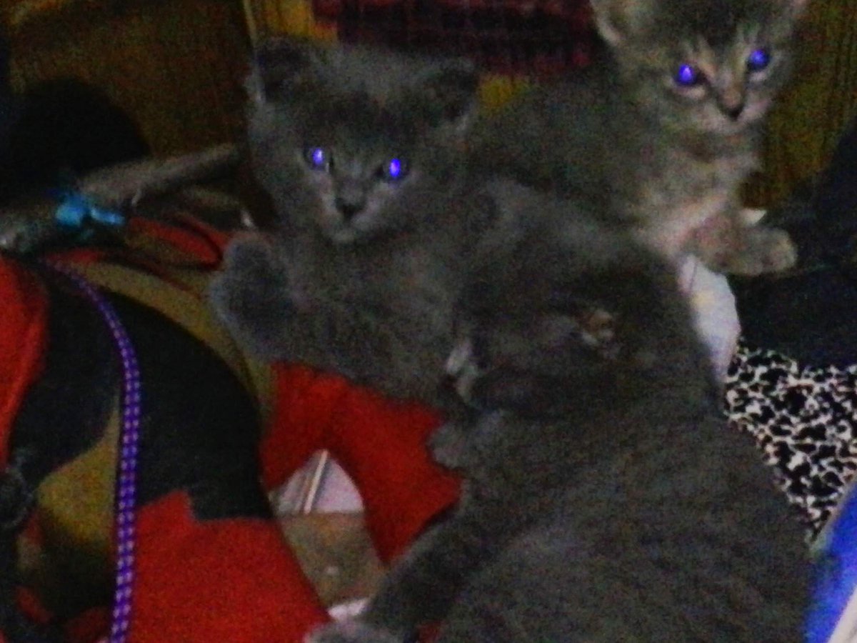 grimjestermusic's tweet photo. Kittens are watching you and the big cats know too you should change what you're doing if you aren't with the purr. https://t.co/hHDbCOfFGd