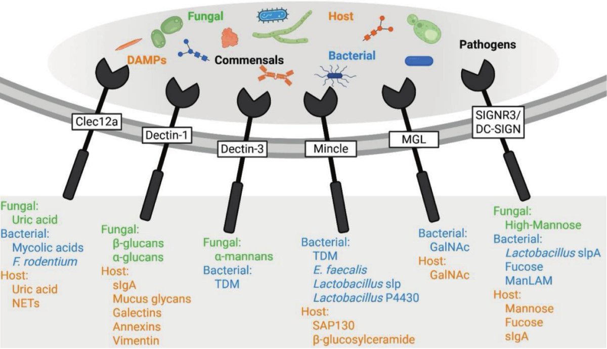 MucosalImmunol's tweet photo. #ICMI2026 reviews! June Round dicusses “Beyond pathogen recognition: C-type lectin receptors in microbiota regulation”. Catch her talk Friday and read her review online now: https://t.co/rRA1TXuhYf https://t.co/zRq6NVWlJj