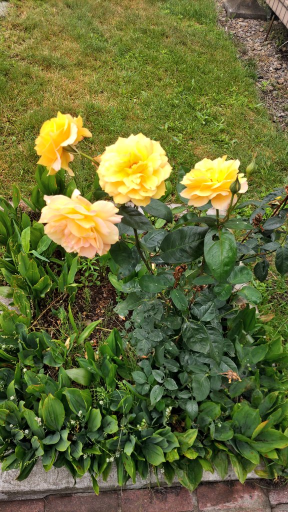 yanghui_tlrd's tweet photo. おはようございます。

草木の回収日に合わせて、庭の手入れを。
バラのそばに生えていたアザミをようやっと引っこ抜いたら、また蕾が出てきて咲きましたw
アザミの生命力って、すごいんですね……。
まだまだ蕾がついてるもの。
思ったより長く楽しめそうですよ！

本日もよろしくお願いします。 https://t.co/wmNXMhVOdS