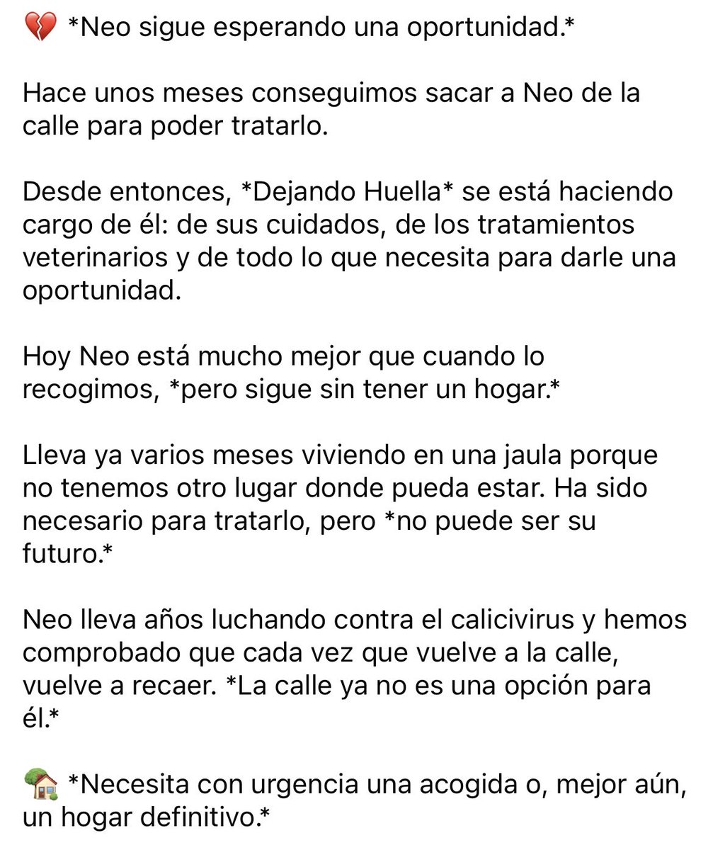 Cesfelino_'s tweet photo. UN HOGAR PARA NEO 🙏🏼🥺 #Albacete https://t.co/QxGDp1P7ZK