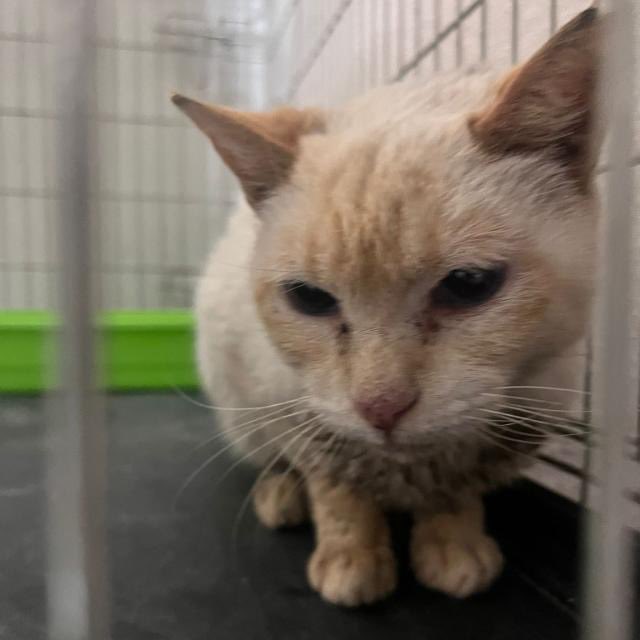 Cesfelino_'s tweet photo. UN HOGAR PARA NEO 🙏🏼🥺 #Albacete https://t.co/QxGDp1P7ZK
