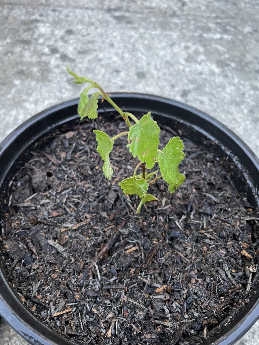 AGyomber's tweet photo. I couldn’t just walk past these two tiny silver birch saplings growing from a crack in the roadside. They now have a temporary home in this pot until I can replant them somewhere they’ll have the chance to grow for decades. 🌱🌳 #TreeRescue #Ireland #Reforestation https://t.co/SugSGwuhbD