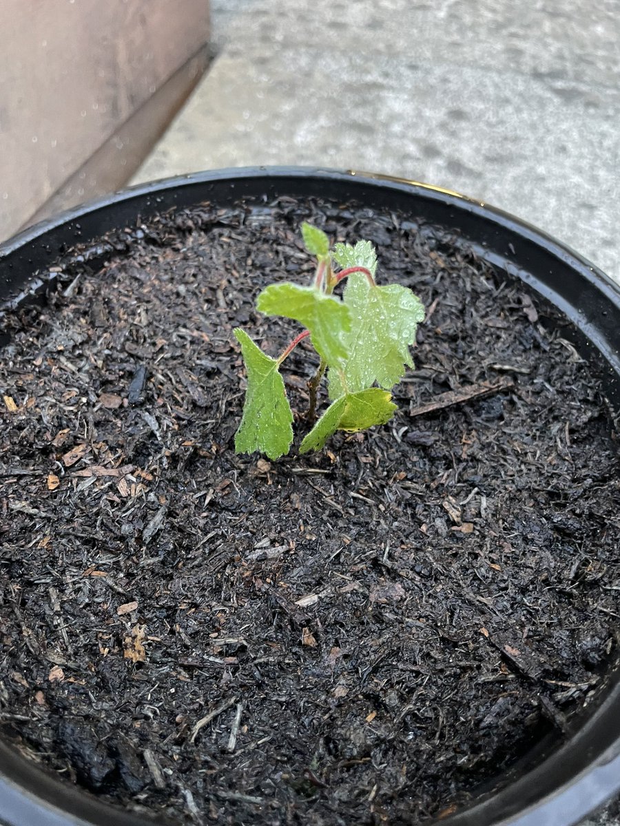 AGyomber's tweet photo. I couldn’t just walk past these two tiny silver birch saplings growing from a crack in the roadside. They now have a temporary home in this pot until I can replant them somewhere they’ll have the chance to grow for decades. 🌱🌳 #TreeRescue #Ireland #Reforestation https://t.co/SugSGwuhbD